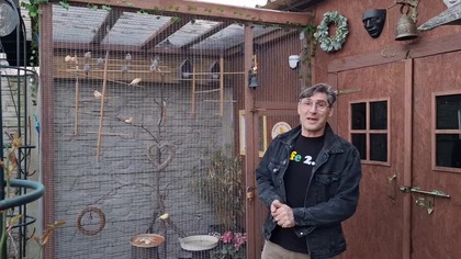 Kanarki w wolierze są szczęśliwe * 24. 03. 2026 #canary