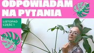 Odpowiadam na PYTANIA widzów Roślinne Problemy Listopad 2020 CZĘŚĆ 1