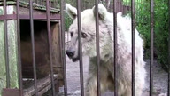 Szokująca przemiana uratowanej niedźwiedzicy