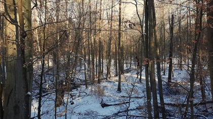 Cichy zimowy las &bull; Spokojna natura w ciągu dnia (bez dźwięk&oacute;w)