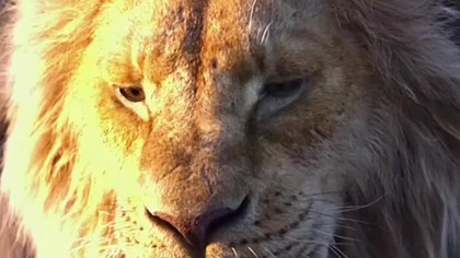 Do you have anything from a lion? #relax #lion