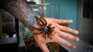 Co u Caribena versicolor??