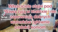 Moje jeździeckie unpopular opinions
