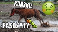 [Choroby koni] Pasożyty + ZAPOWIEDŹ Q&A !