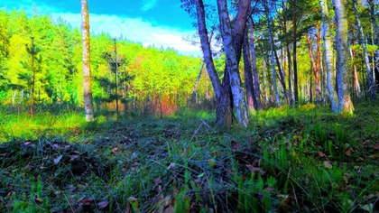 Nature Awakens 4K; Wiosenne dźwięki ptaków na mokradłach