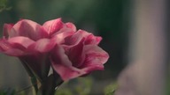 Nawiedzony dwór w Bly [s01e06] pl