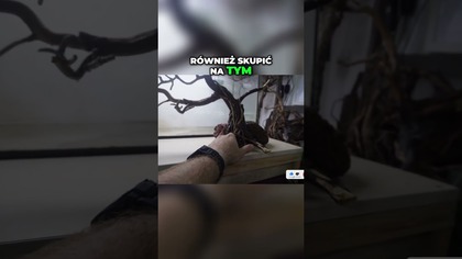 Bonsai z znalezionych kawałków drewna.  Akwarium 