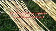 24 Przygotowanie miskanta olbrzymiego na płotek , matę itp