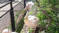 Teasing a captive pelican to eat me LOL