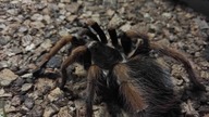 Unpacking samicy Megaphobema robustum!