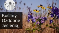Najpiękniejsze kwiaty jesieni. Długo kwitnące jesienne byliny oraz trawy ozdobne