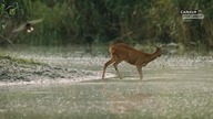 Zachwycająca przyroda - Natures Return (2025) lektor