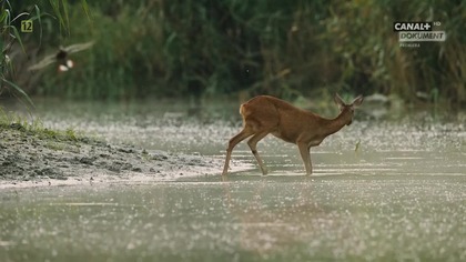 Zachwycająca przyroda - Natures Return (2025) lektor