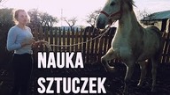 Jak nauczyć konia UŚMIECHU i WYRZUTU NOGI