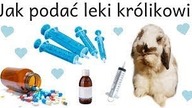 Jak podać leki królikowi
