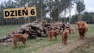 Vlog z farmy.  Budowa poskromu cz. 5