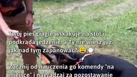 Jak nauczyć psa, by nie kradł jedzenia?  #Pies #SzkoleniePsów #PsiBezpiecznik