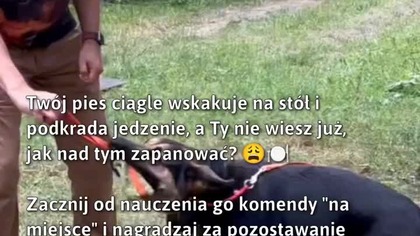 Jak nauczyć psa, by nie kradł jedzenia?  #Pies #SzkoleniePsów #PsiBezpiecznik
