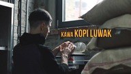 Kopi Luwak.  Czajnikowy.pl
