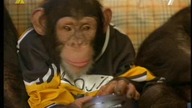 Kosmaty Zawodnik 2 aka Bananowa Liga(MVP: Most Vertical Primate) familijny, sportowy 2001 lektor pl