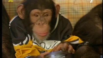 Kosmaty Zawodnik 2 aka Bananowa Liga(MVP: Most Vertical Primate) familijny, sportowy 2001 lektor pl