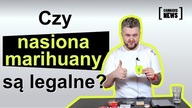 Czy NASIONA marihuany są LEGALNE ?