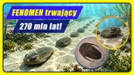 TRYLOBITY - wizytówka paleozoiku - historia Ziemi #7
