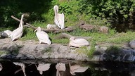 Pelikany różowe, zoo Warszawa 