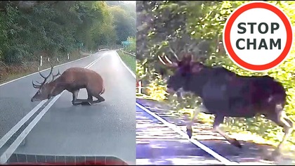 O włos od kolizji ze zwierzyną leśną #2346 Wasze Filmy
