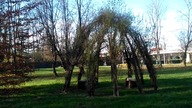 #101 Żywa altana z wikliny, architektura z wierzby czyli - jak tanim kosztem zrobić altankę