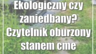 Ekologiczny czy zaniedbany? Czytelnik oburzony stanem cmentarza