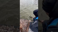 Duży jesiotr wraca do wody #jesiotr #c&r #złowiwypusc #wędkarstwo #ryba #ryby #fishing #sturgeon