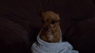 Chihuahua po kąpieli.