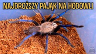 Co słychać u ? #29 ucieczki małe i duże 