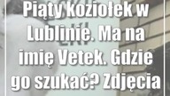 Piąty koziołek w Lublinie.  Ma na imię Vetek.  Gdzie go szukać? Zdjęcia