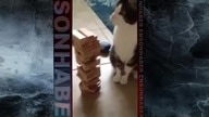 Kot gra w Jenga