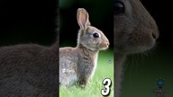 3 CIEKAWOSTKI O KRÓLIKACH CZ 2