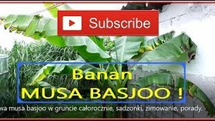 #302-Uprawa musa basjoo cało rocznie w gruncie, sadzonki, zimowanie, porady.