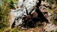 Samiec Xenesthis immanis JEST SAMICĄ 