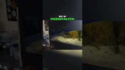 Tanganika w piwnicy akwarystycznej  #akwarium