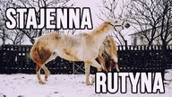 MOJA STAJENNA RUTYNA