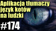 Powstała aplikacja, która tłumaczy mowę kotów na ludzki język