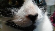 our cat William