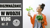Vlog cz 2 Wciornastki i rozmnażanie roślin w wodzie