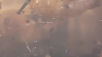 Archachatina marginata mouth #snail #ślimak #terrarystyka #cute