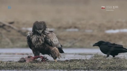 Tajemnice przyrody Biebrzy (2016) [PL]