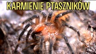 GŁODNE BESTIE ATAKUJĄ 