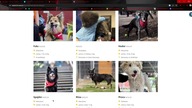 ADOPTCJA PSA CZY KOTA ODCINEK ODCINEK 6