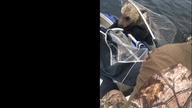 Wędkarze ratują niedźwiedzia przed utonięciem