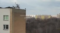 Pierwszy bociek w Jastrzębiu-Zdroju